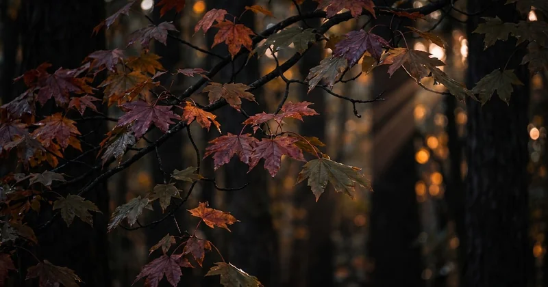 What plants grow best in shady conditions?