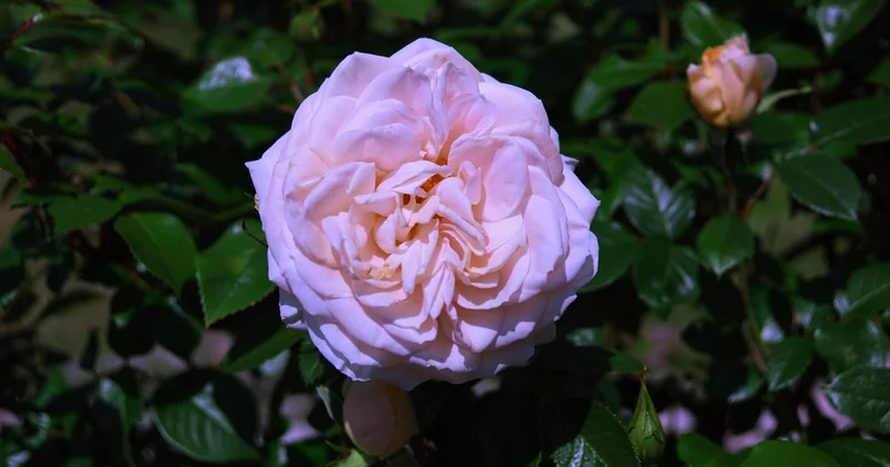The best plants for a shady garden start with the shade, not the plant